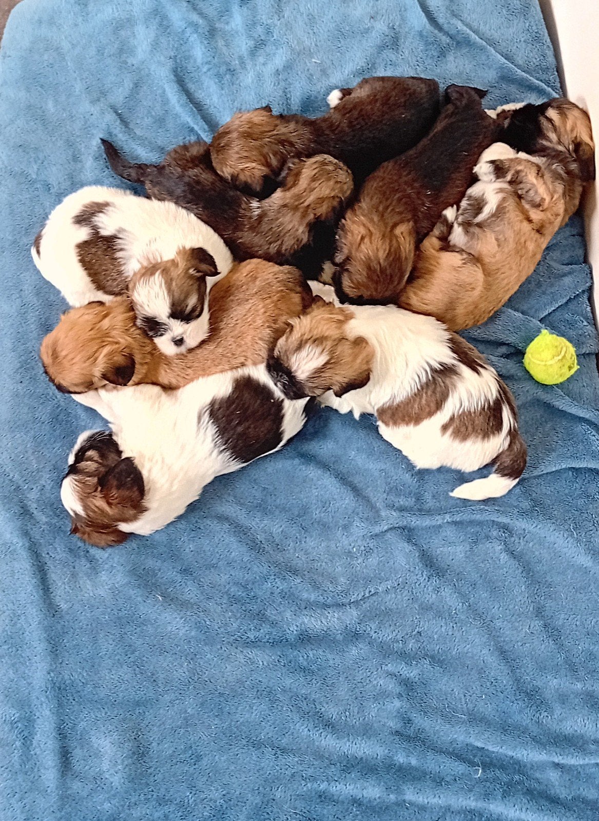 Te koop Lhasa apso pups, Overige rassen, 8 tot 15 weken, Meerdere, Meerdere dieren