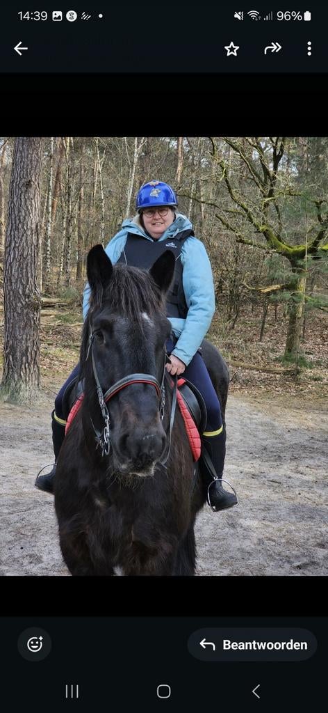 Bijrijdster aangeboden, Dieren en Toebehoren, Paarden en Pony's | Overige Paardenspullen, Ophalen of Verzenden, Nieuw, Overige soorten