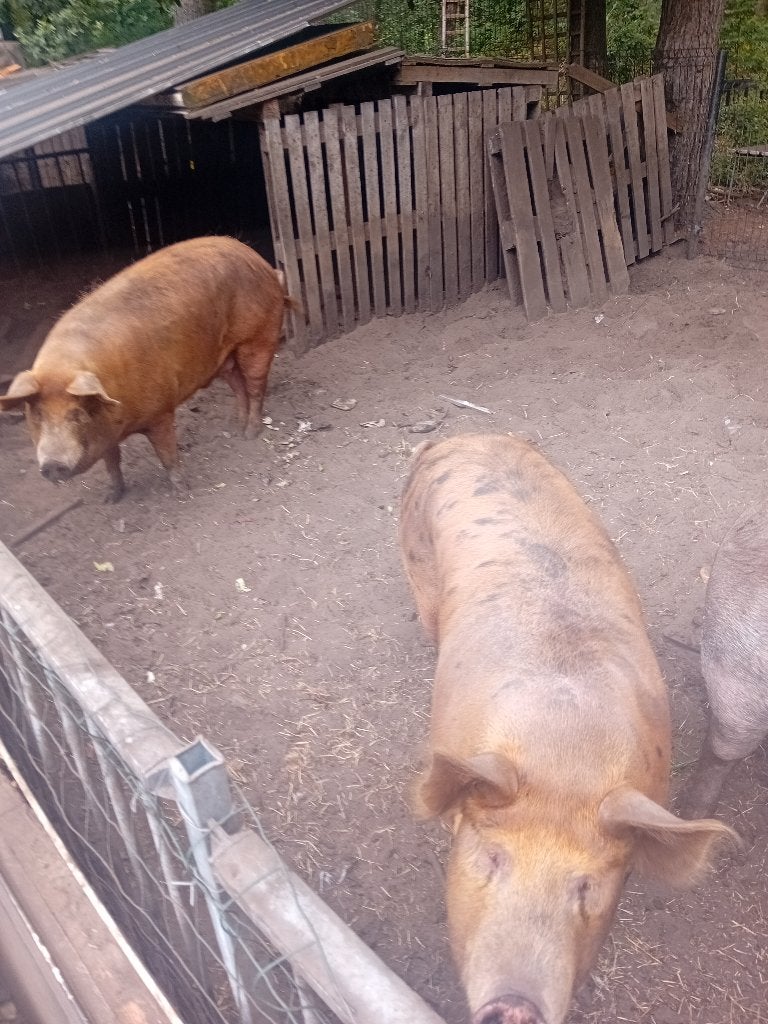 Tamworth gecastreerde beer, Dieren en Toebehoren, Schapen, Geiten en Varkens, Mannelijk, Varken, 0 tot 2 jaar