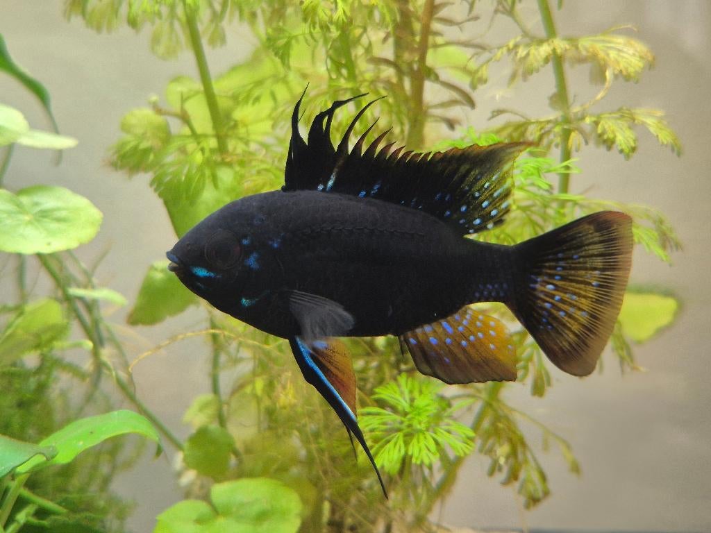 Mikrogeophagus Ramirezi 'Black Devil' Antennebaarsje Zwart, Dieren en Toebehoren, Vissen | Aquariumvissen, Vis, Zoetwatervis, Schoolvis