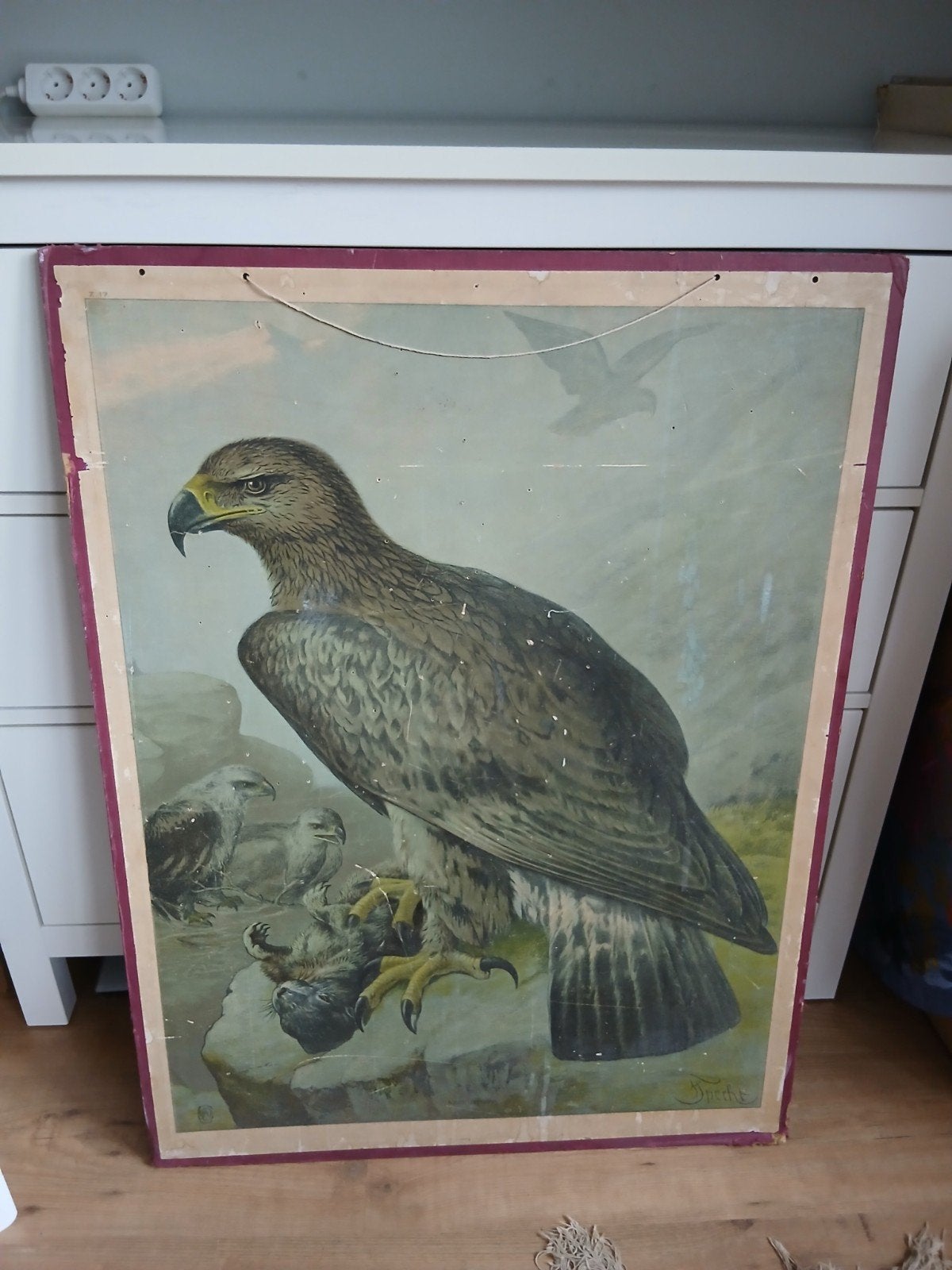 schoolplaat arend dode haas, Ophalen, Natuur en Biologie