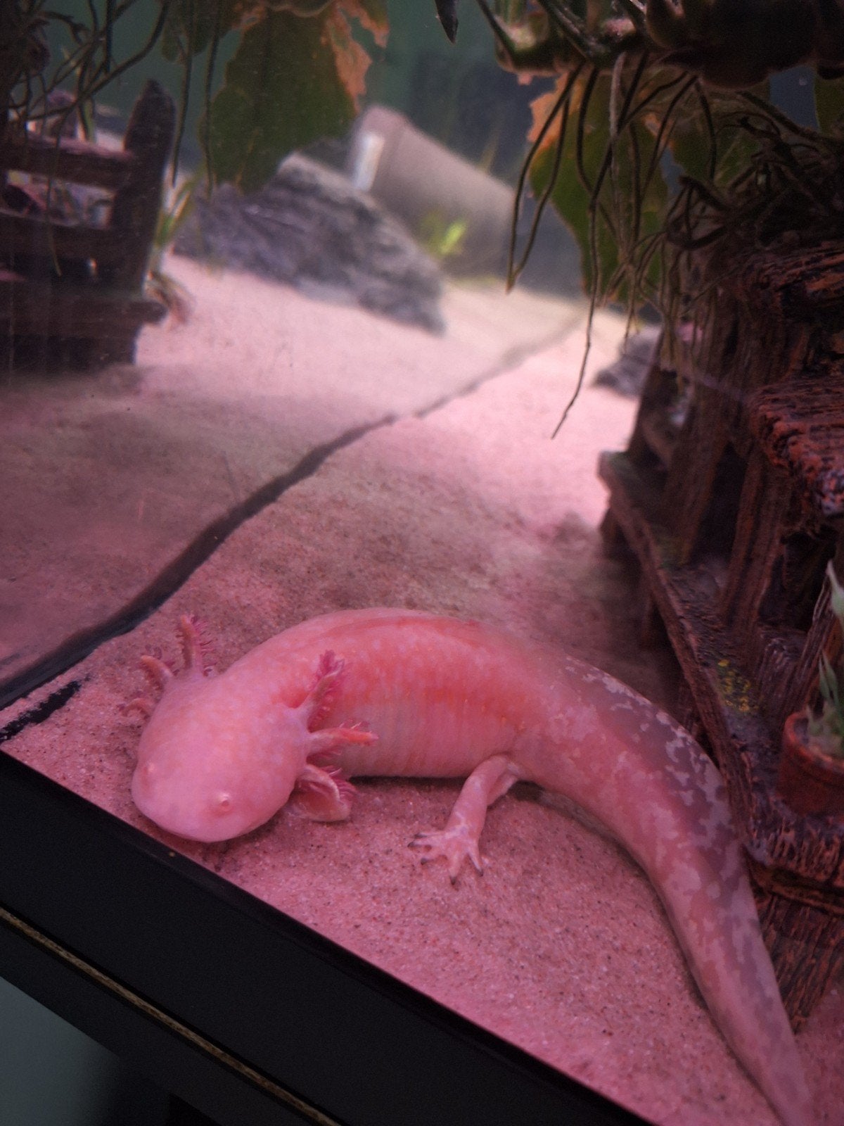 Axolotls, Dieren en Toebehoren, Reptielen en Amfibieën, Amfibie, 0 tot 2 jaar