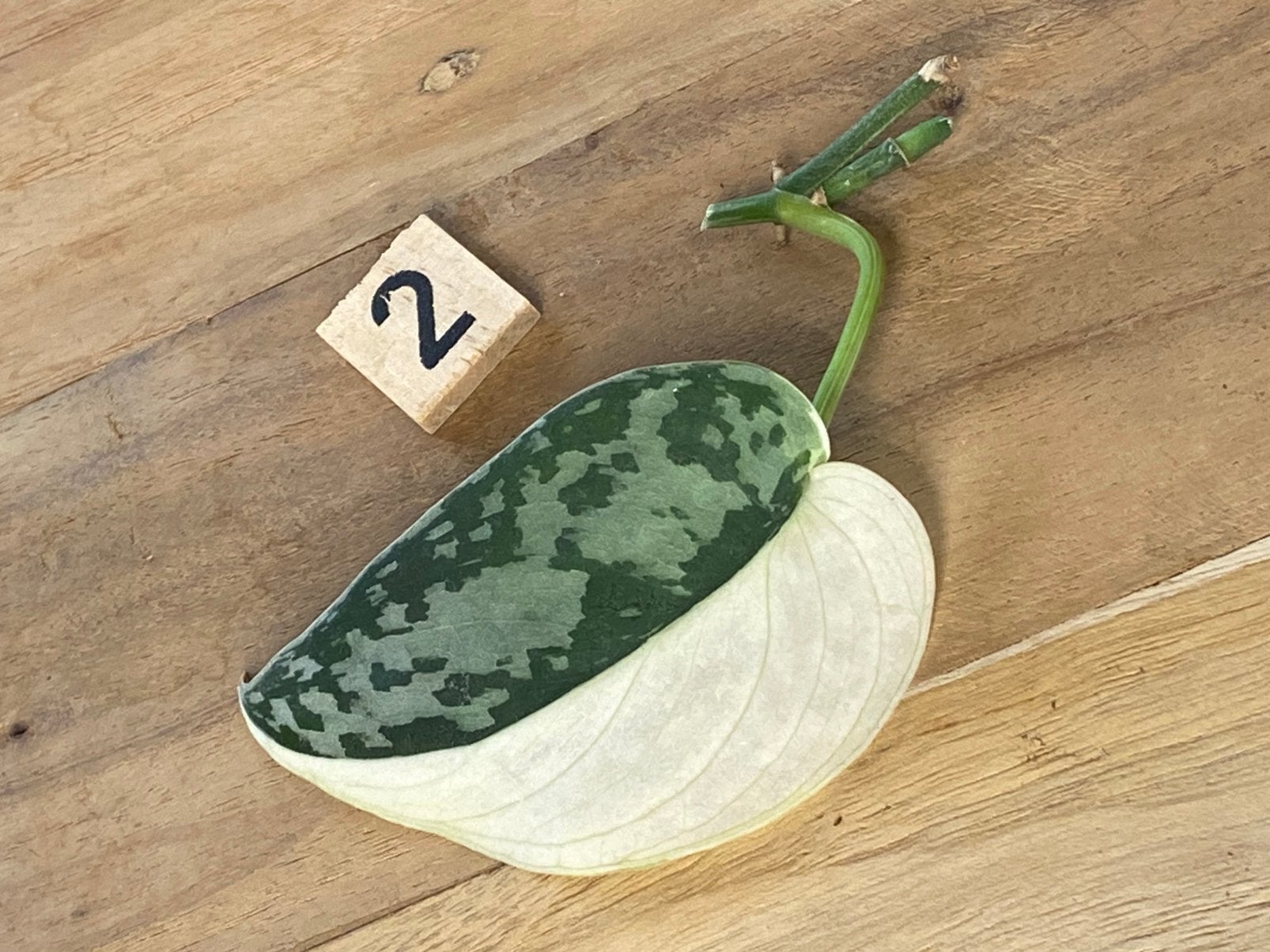 Scindapsus Mayari Variegata #2, Huis en Inrichting, Kamerplanten, Ophalen of Verzenden, Halfschaduw, Minder dan 100 cm