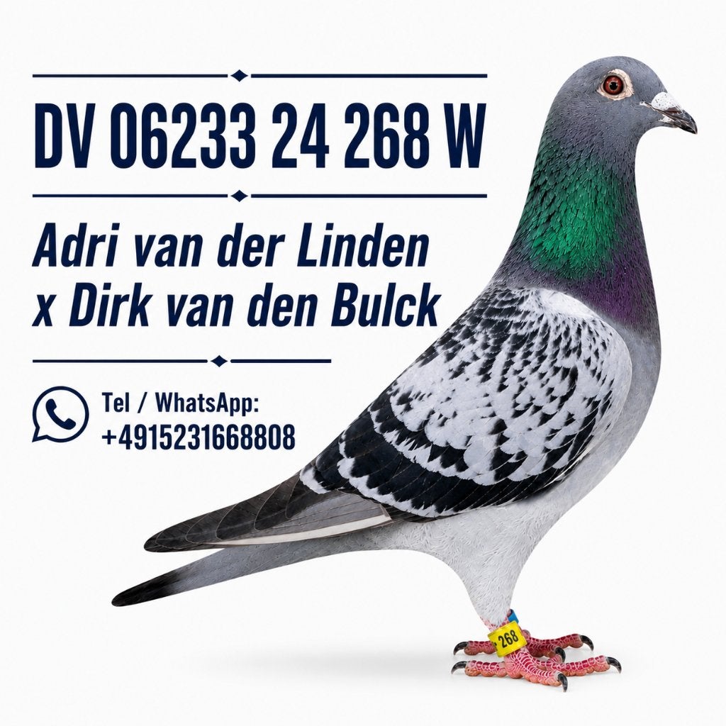 Duivin -Dirk van den Bulck X Adri van der Linden, Vrouwelijk, Postduif