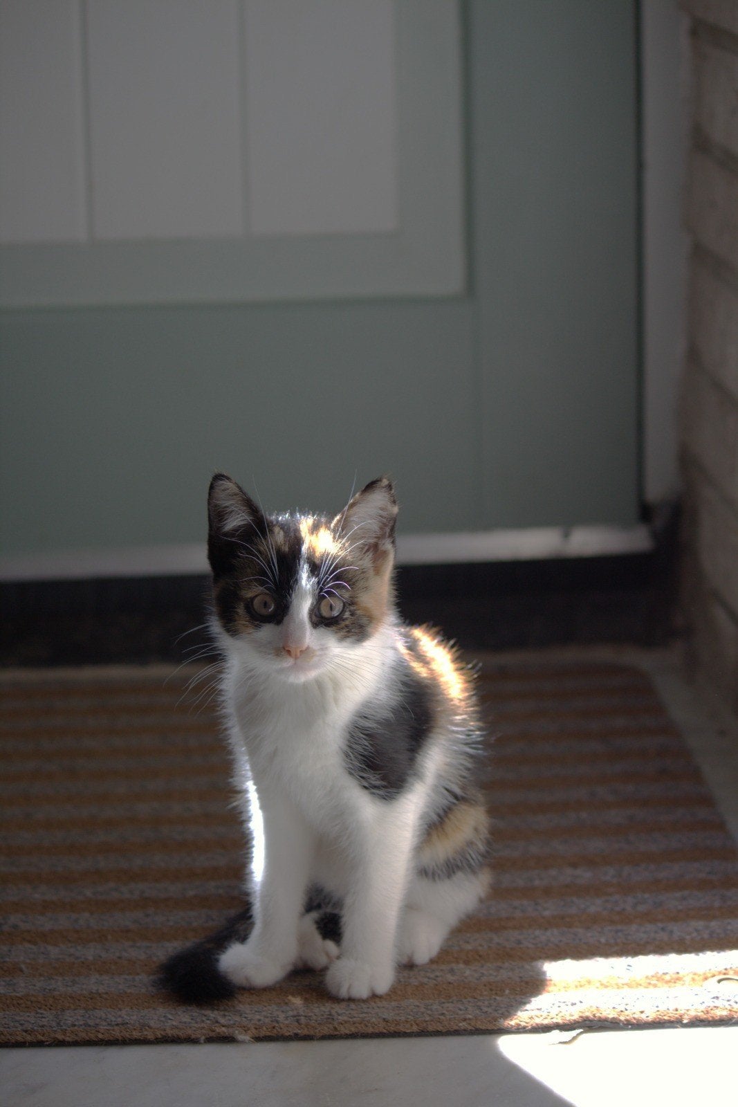 Lief poesje zoekt een baasje, Poes
