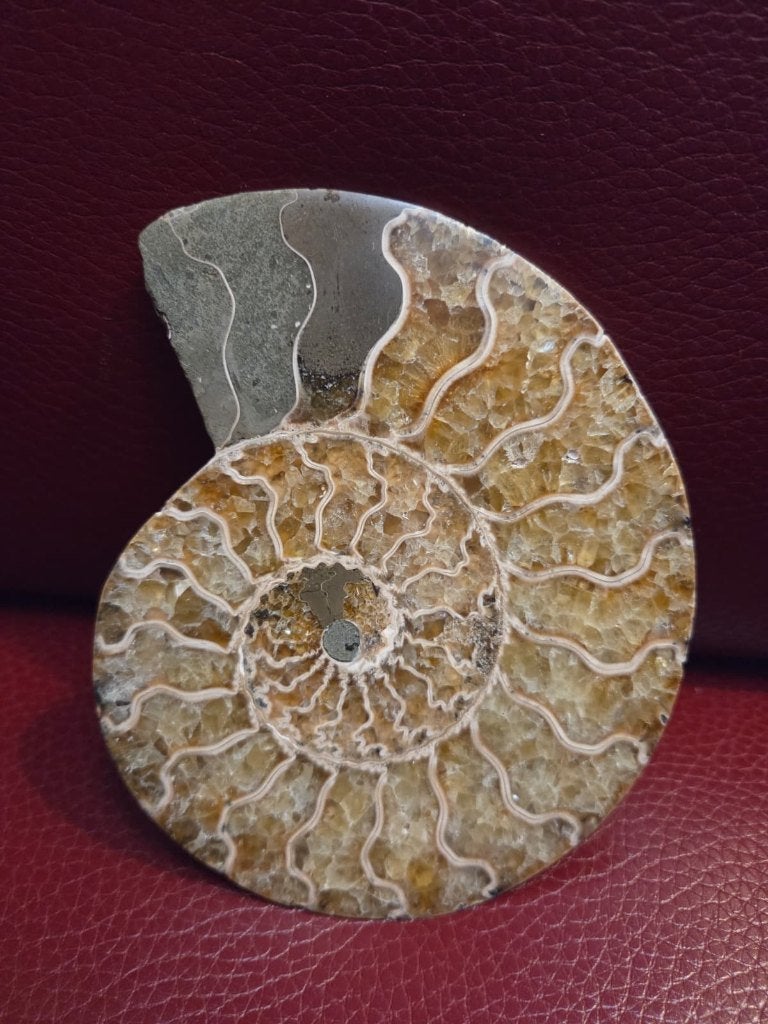 ammoniet, Ophalen, Fossiel