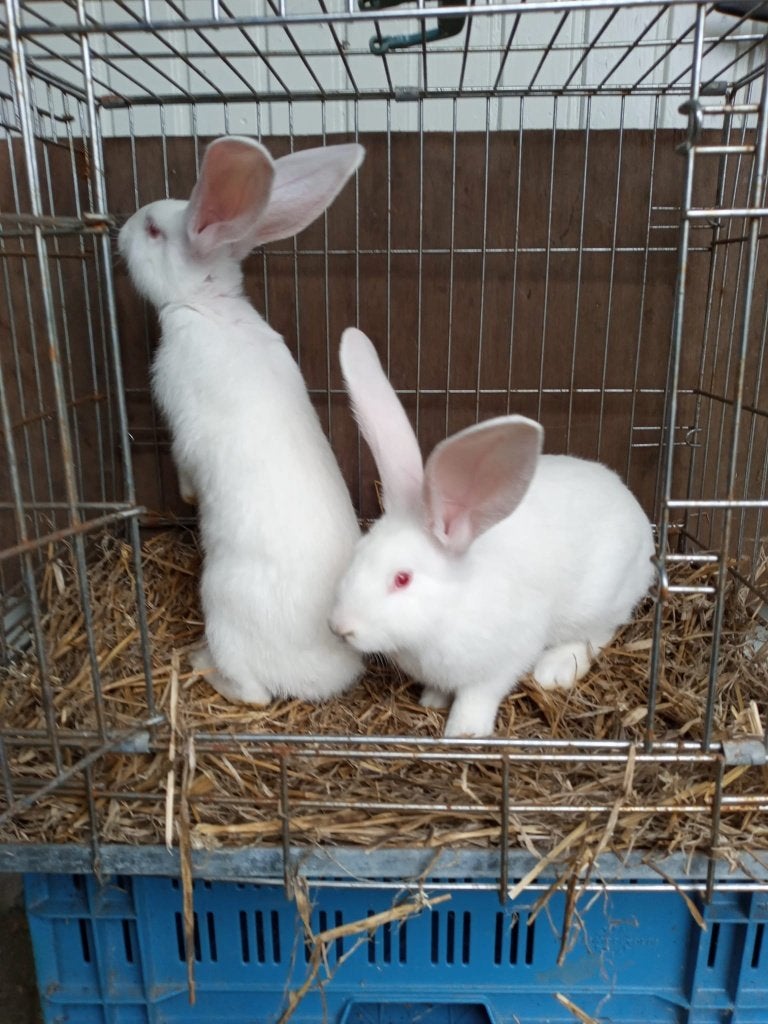 vlaamse reus, Dieren en Toebehoren, Meerdere dieren, Groot, 0 tot 2 jaar