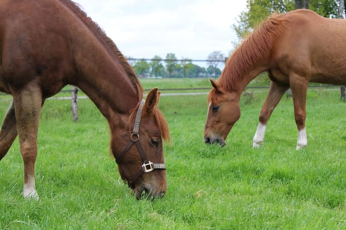 Kleinschalige paarden ponny pension, Weidegang, 1 paard of pony