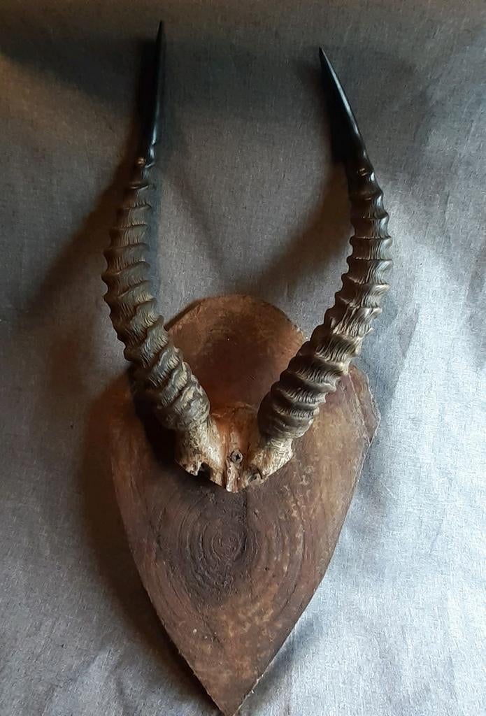Antilope Hoorns op houten wandbord, Verzamelen, Dierenverzamelingen, Ophalen of Verzenden, Hert