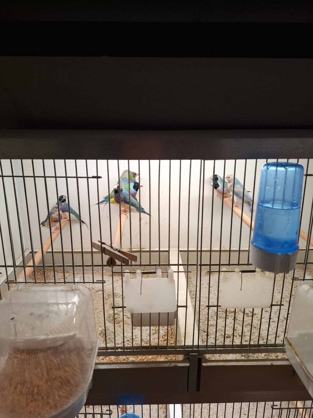 Gouldamadines, Dieren en Toebehoren, Meerdere dieren, Tropenvogel