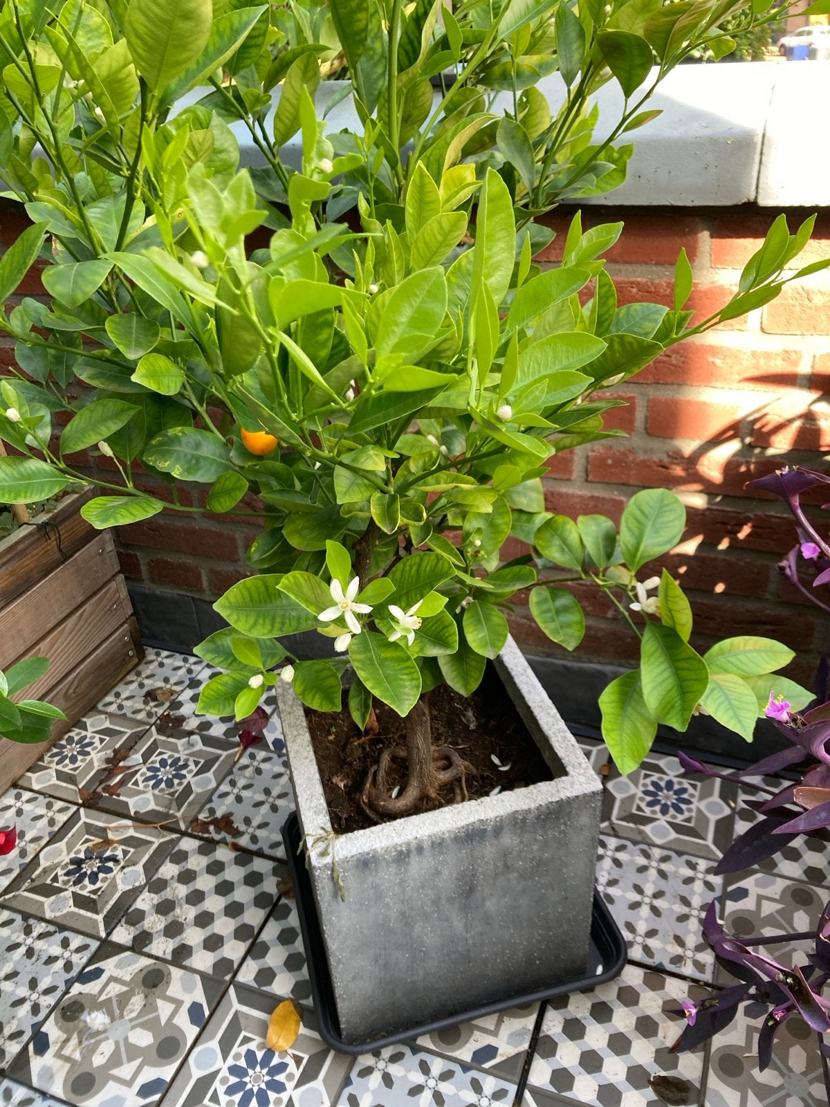 Sinaasappelboom (Citrus sinensis) in pot, Ophalen, Volle zon, Vaste plant, Fruitplanten