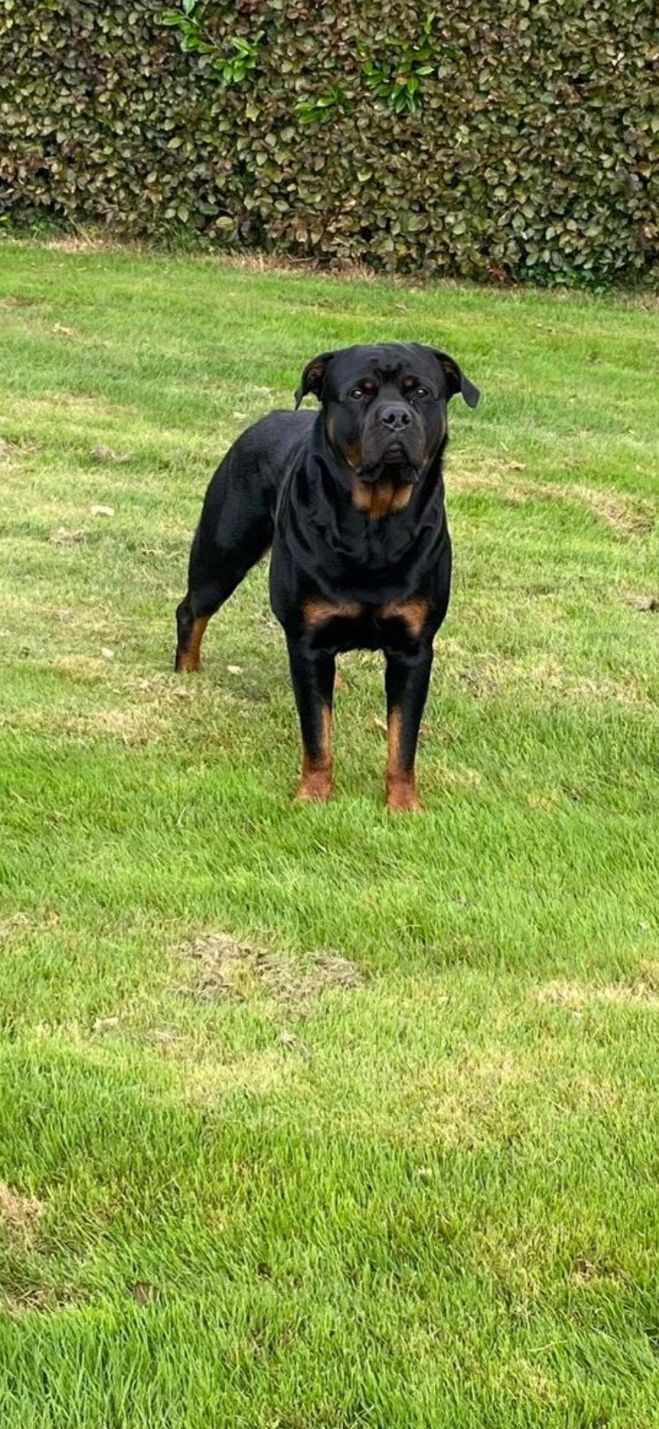 Rottweiler dekreu, Dieren en Toebehoren, Reu, Eén hond, 3 tot 5 jaar, Nederland