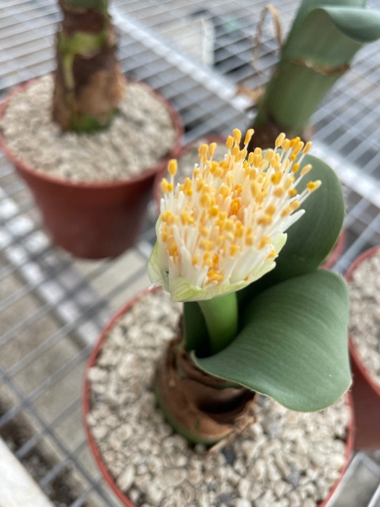 Caudex Haemanthus Albiflos Poederkwast in de 13cm pot., Huis en Inrichting, Overige soorten, Ophalen of Verzenden, In pot, Minder dan 100 cm