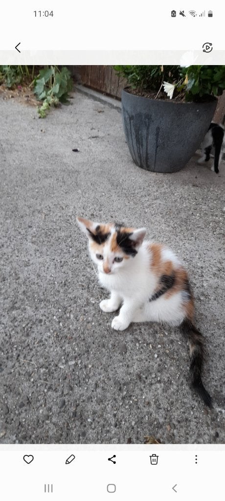 3 jonge katjes te koop! 8 weken, Geslacht onbekend, Kortharig, 0 tot 2 jaar