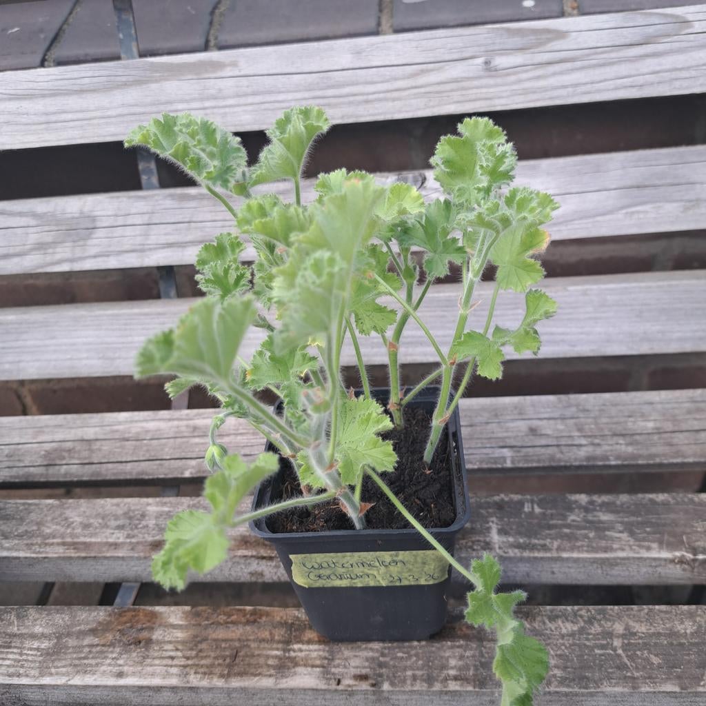 Watermeloen geranium stekken, Ophalen, Overige soorten, Volle zon