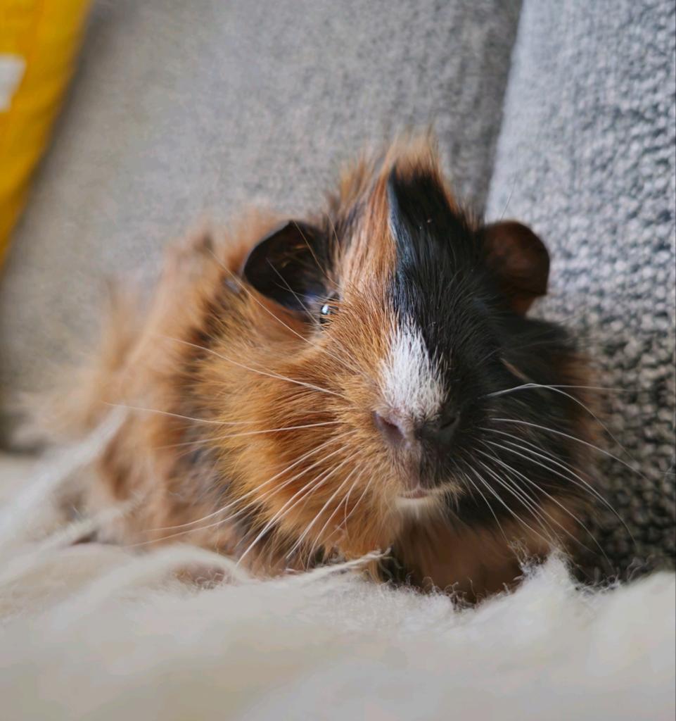 Mooi en jong cavia beertje zoekt een leuk huisje!, April, Mannelijk, Cavia