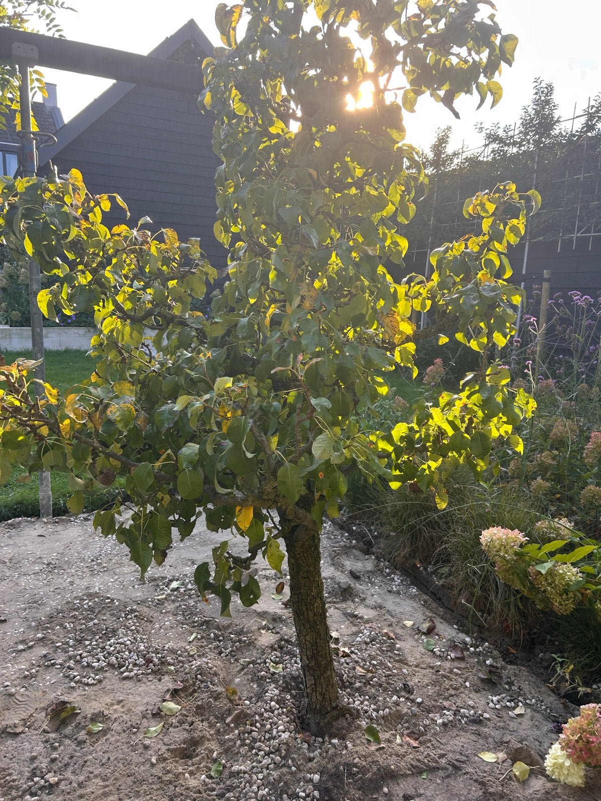 Perenboom met jaarlijkse oogst - Ideaal voor uw tuin!, Tuin en Terras, Overige soorten, Lente, 250 tot 400 cm, Ophalen
