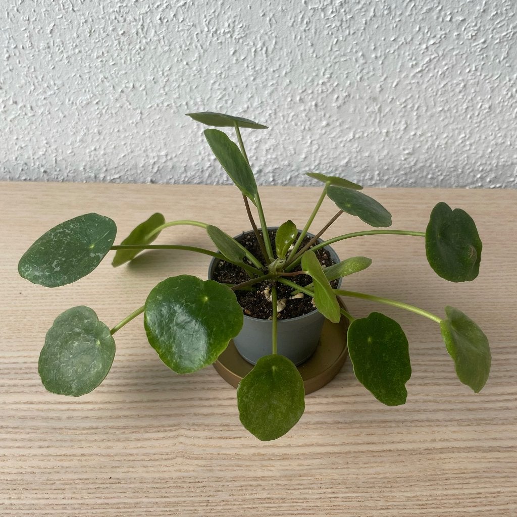 Pilea ‘Sugar’ stekje, Ophalen, Overige soorten, Halfschaduw, In pot