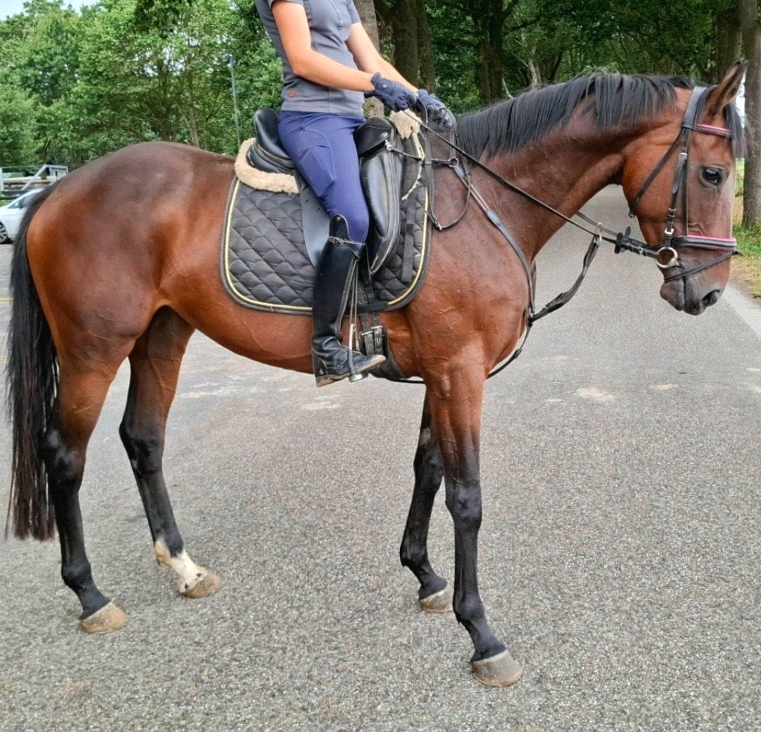 Brave 5 jr allrounder 1,63 mtr(recreatie-manege-sport), Dieren en Toebehoren, Merrie, 3 tot 6 jaar, 160 tot 165 cm, Recreatiepaard
