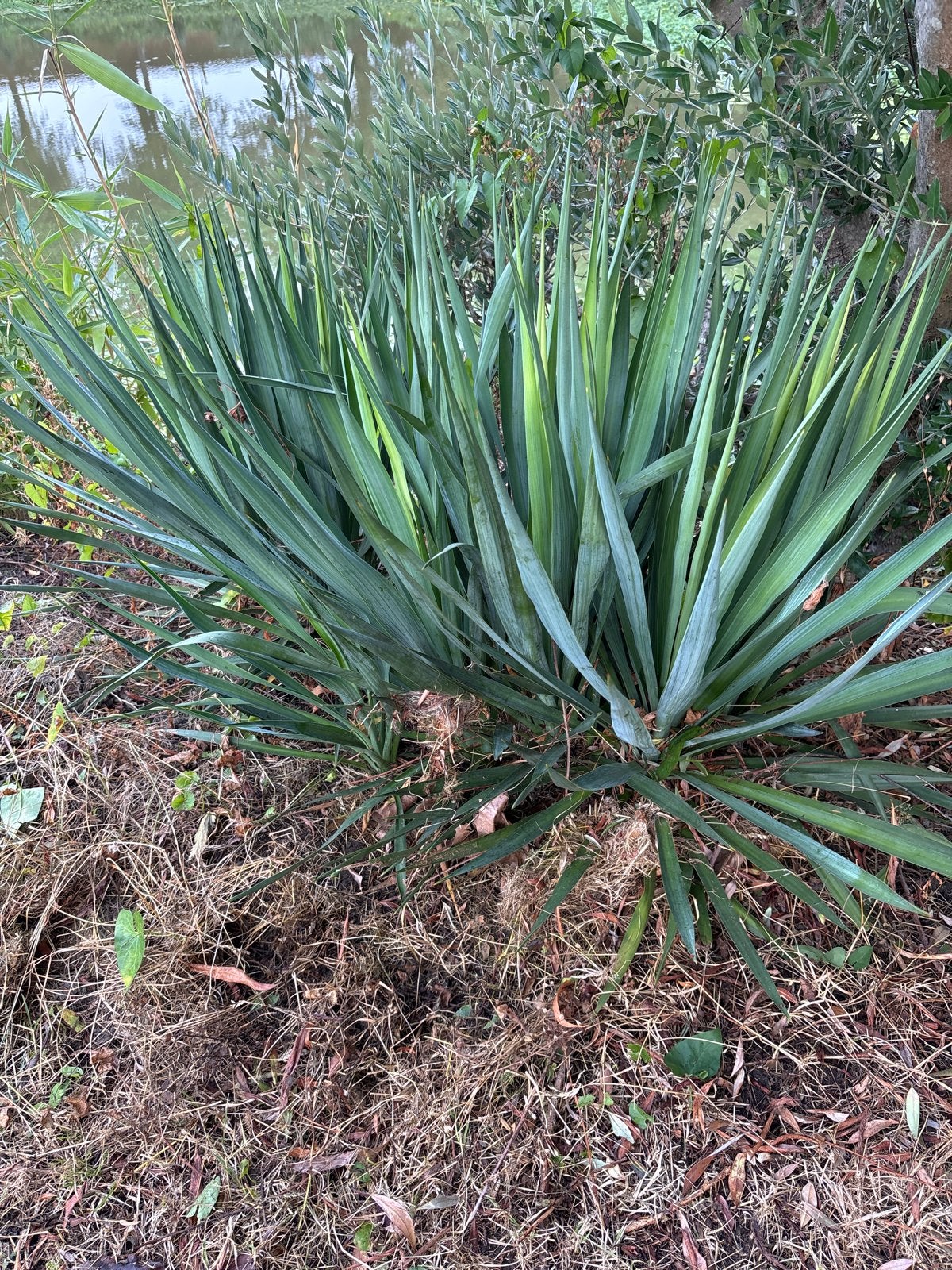 Gratis Yucca planten, Volle zon, Vaste plant, Zomer, Ophalen