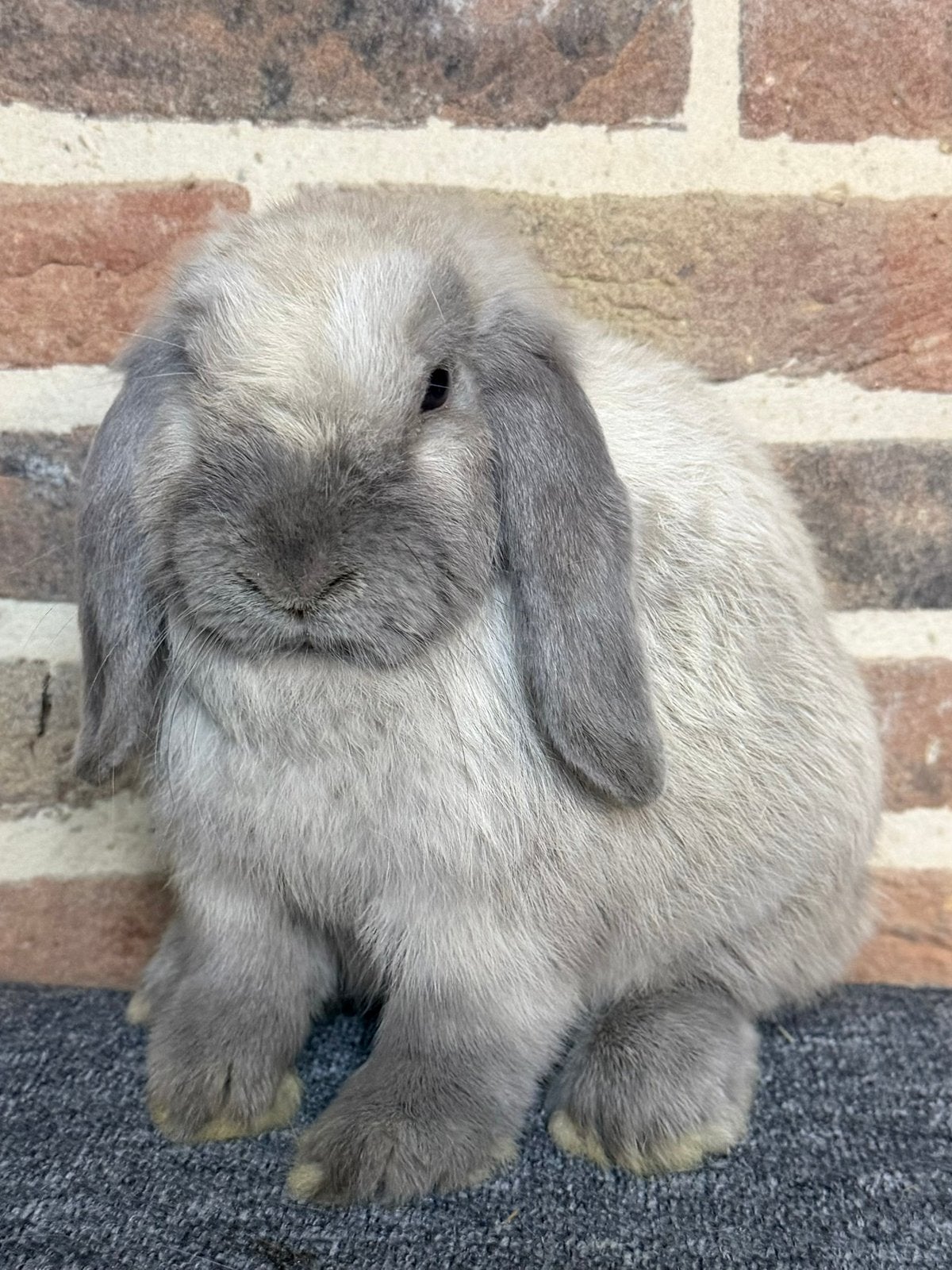 Super knap gecastreerd en gevaccineerd Minilop koppel, Dieren en Toebehoren, Meerdere dieren, Dwerg, Hangoor, 0 tot 2 jaar