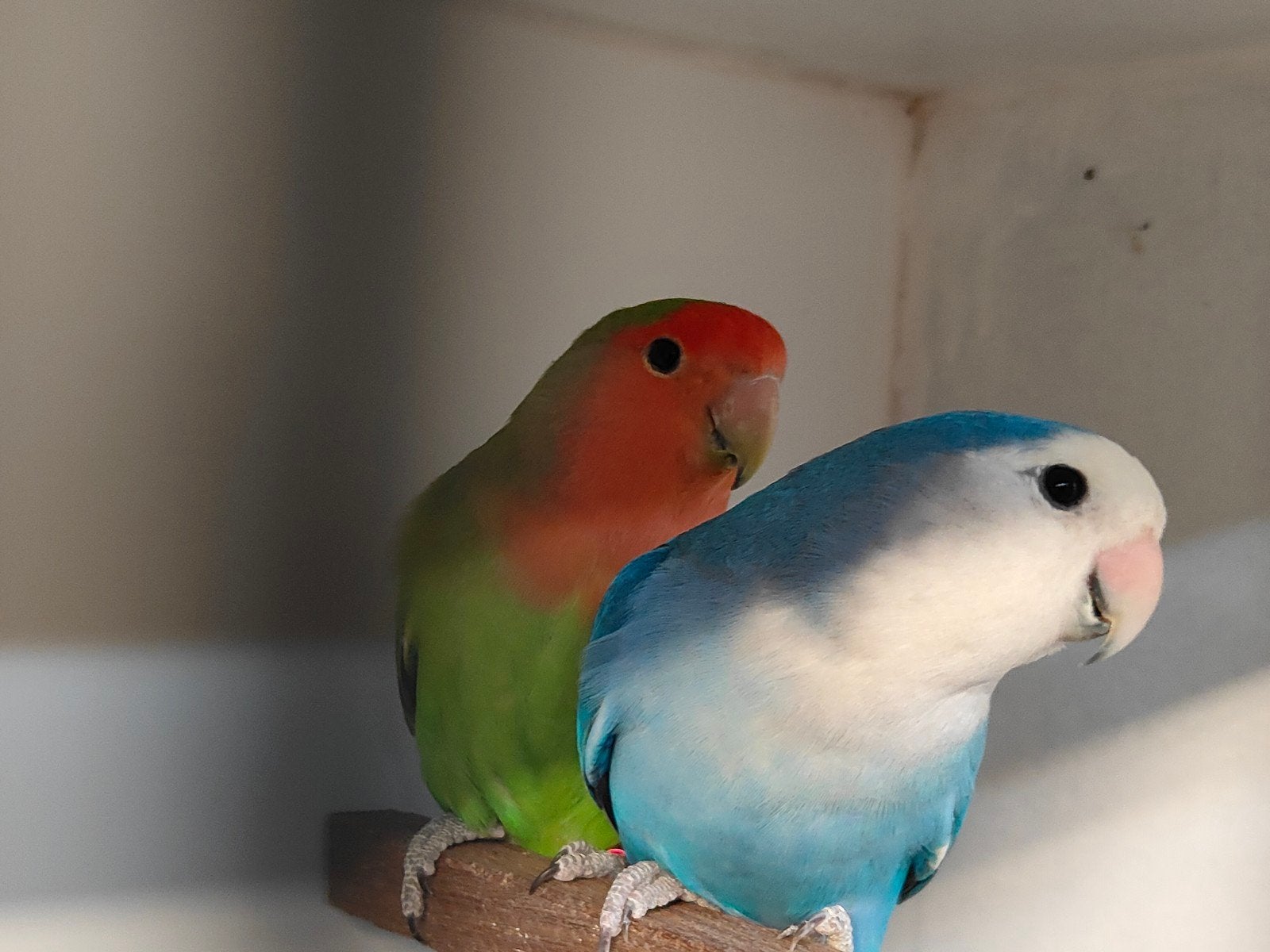 gezocht twee popjes tt kwaliteit, Dieren en Toebehoren, Vrouwelijk, Dwergpapegaai of Agapornis, Geringd