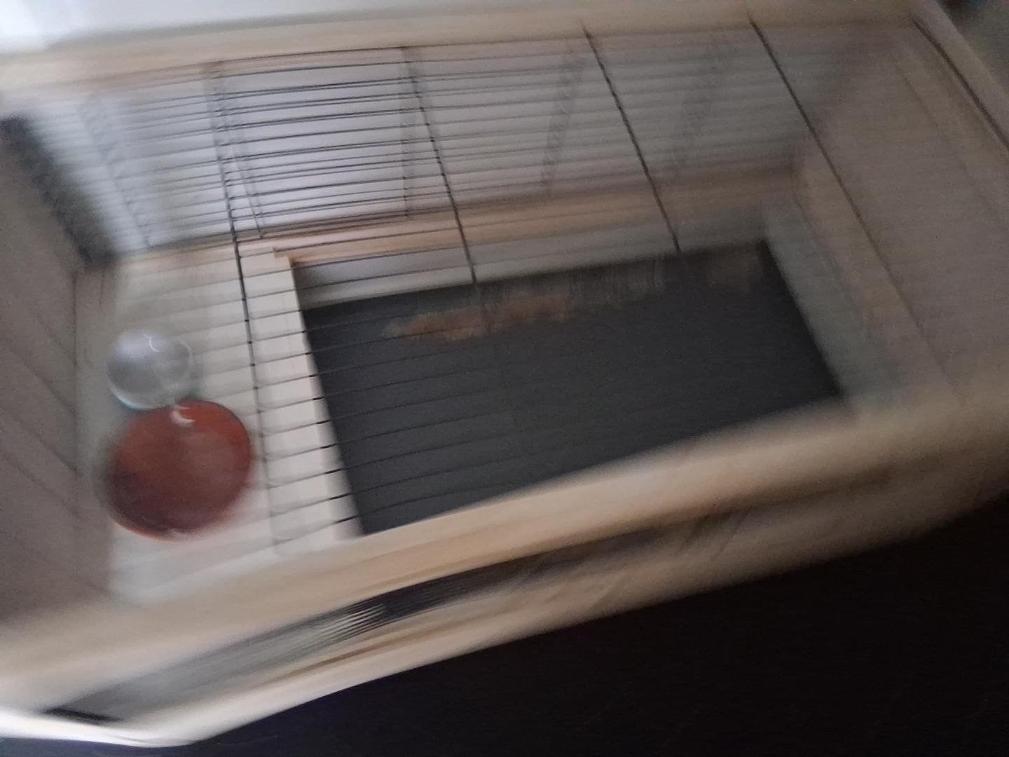 het is 124cm, Ophalen, Kooi, 60 tot 90 cm, Cavia