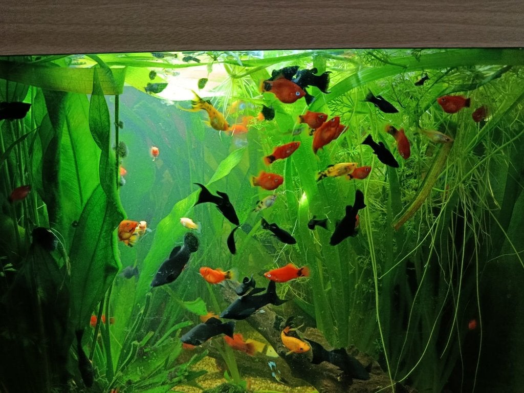 aquarium vissen black molly en platy, Vis, Zoetwatervis
