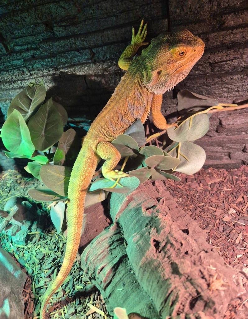 Baardagaam 1.5 jaar Bearded Dragon - unknown for sale from Anita