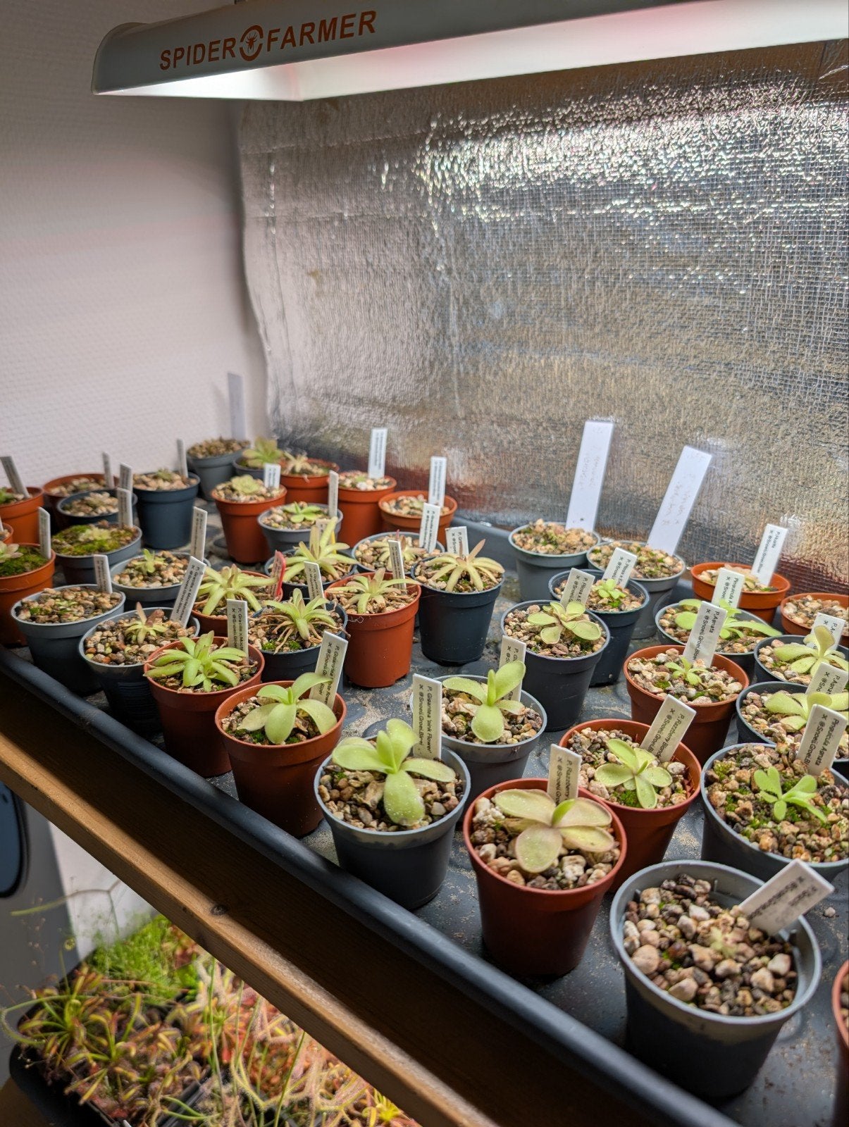 Vleesetende planten Pinguicula vetblad, Ophalen of Verzenden