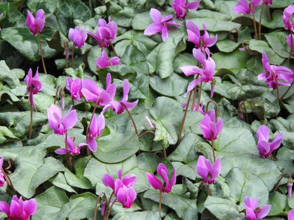 Cylaam hederifolium, winterharde, botanische, tuincyclamen, Tuin en Terras, Overige soorten, Vaste plant, Ophalen of Verzenden