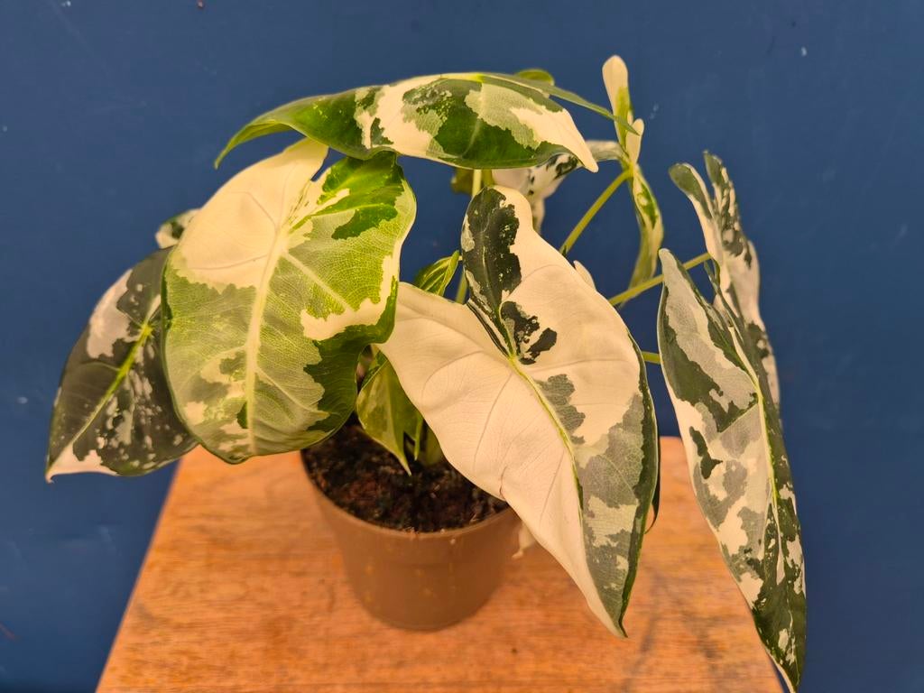 Alocasia Frydek Variegata p11 (9)