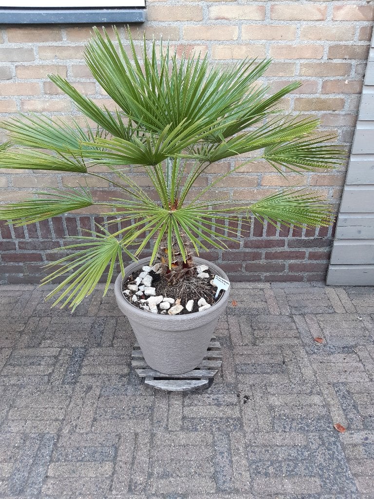 2 palmen Chamaerops Humulis ( te koop), Vaste plant, Halfschaduw, Zomer, Ophalen