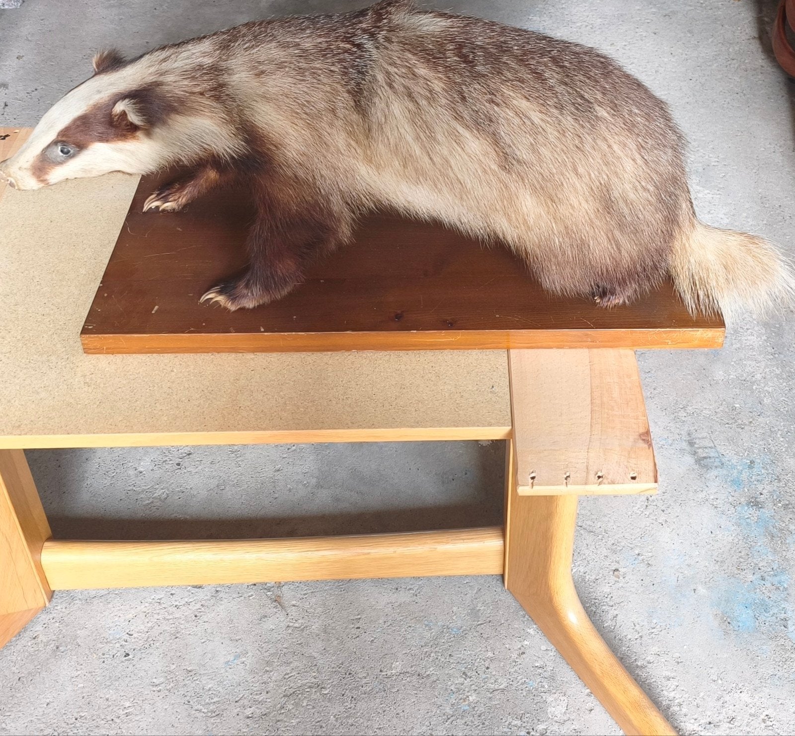 Vier taxidermy opgezetten dieren Das, Marter en twee uilen, Ophalen, Wild dier, Opgezet dier
