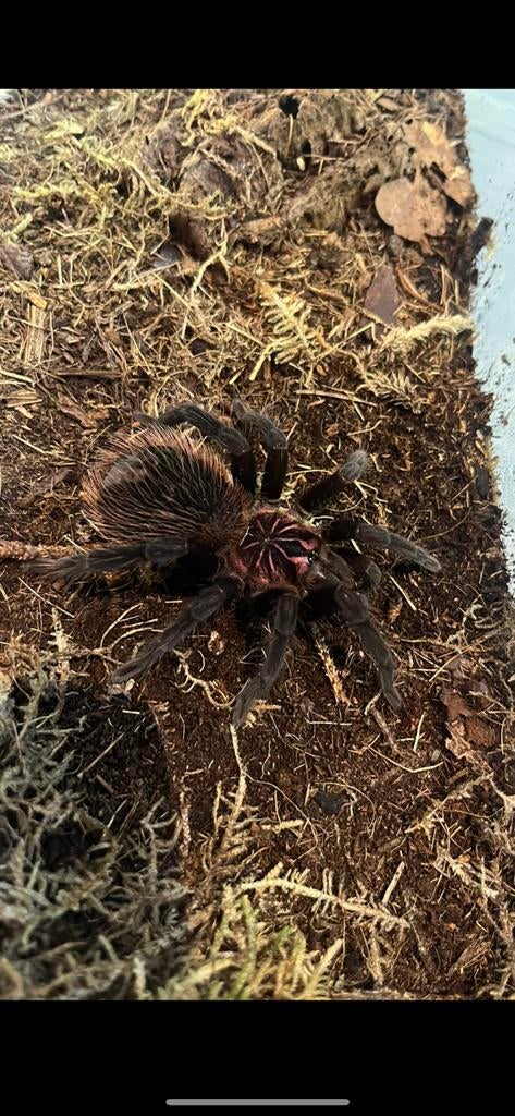 Xenesthis intermedia, Dieren en Toebehoren, Insecten en Spinnen, Spin of Schorpioen