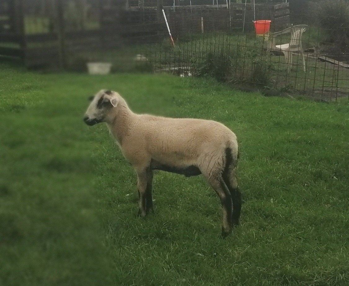 maasduin ram, Dieren en Toebehoren, Mannelijk, Schaap, 0 tot 2 jaar