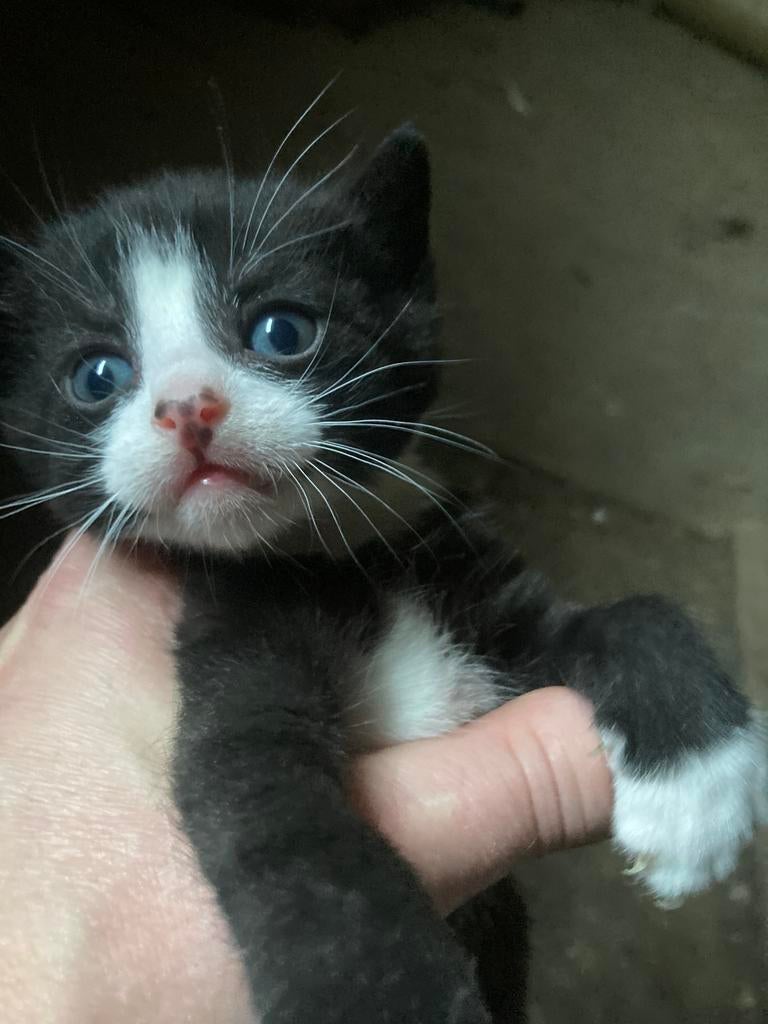 5 april geboren kittens, Meerdere dieren