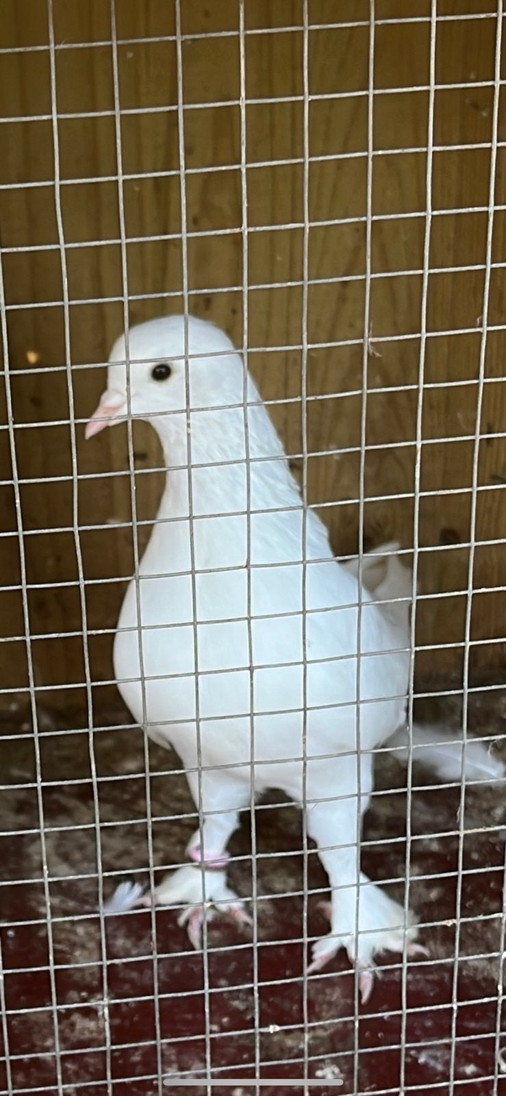 Takla duif, Dieren en Toebehoren, Vogels | Duiven, Mannelijk