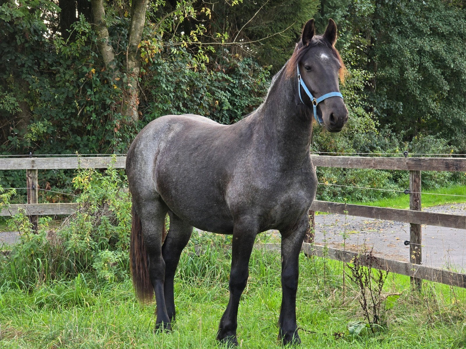 Friese x Irish Cob Stute, Dieren en Toebehoren, Merrie, 160 tot 165 cm, 0 tot 2 jaar