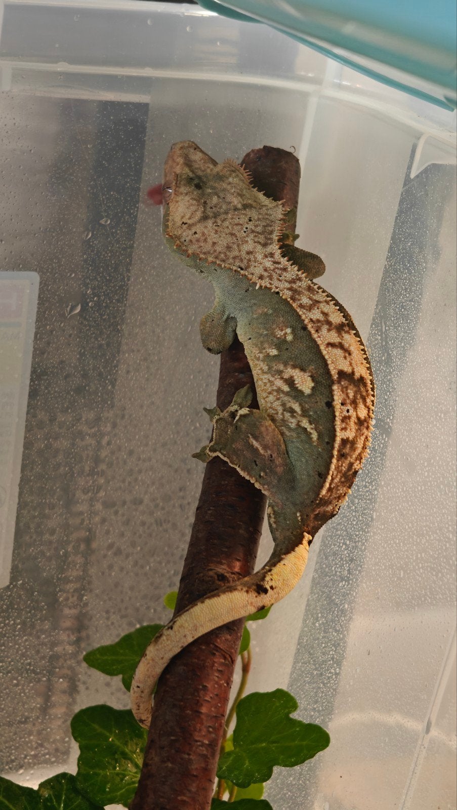 crested gecko lilly white male