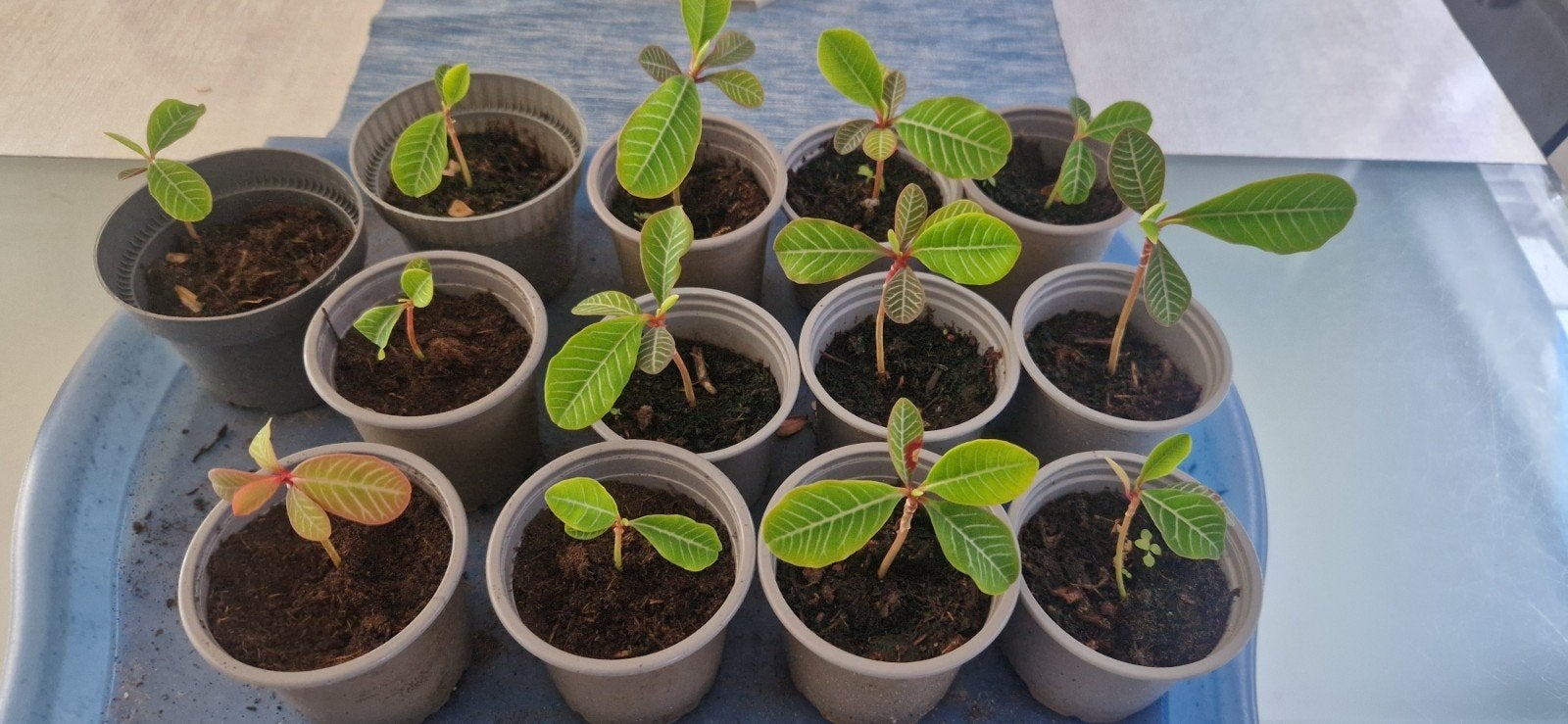Madagascar jewel plantjes, Ophalen of Verzenden, Halfschaduw, Minder dan 100 cm