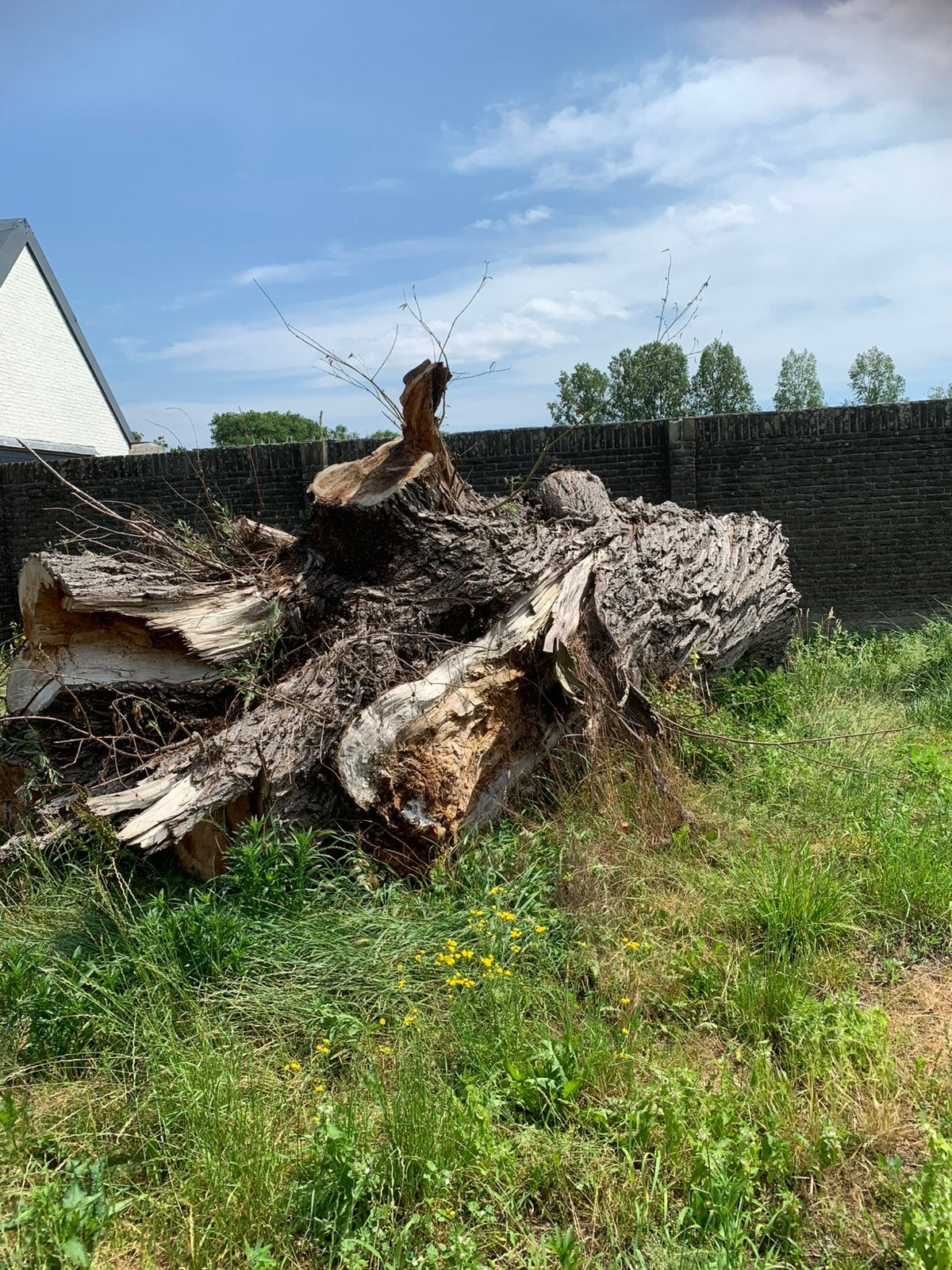 Hout kachelhout tuindecoratie, Tuin en Terras, 6 m³ of meer, Ophalen, Berkenhout, Stammen