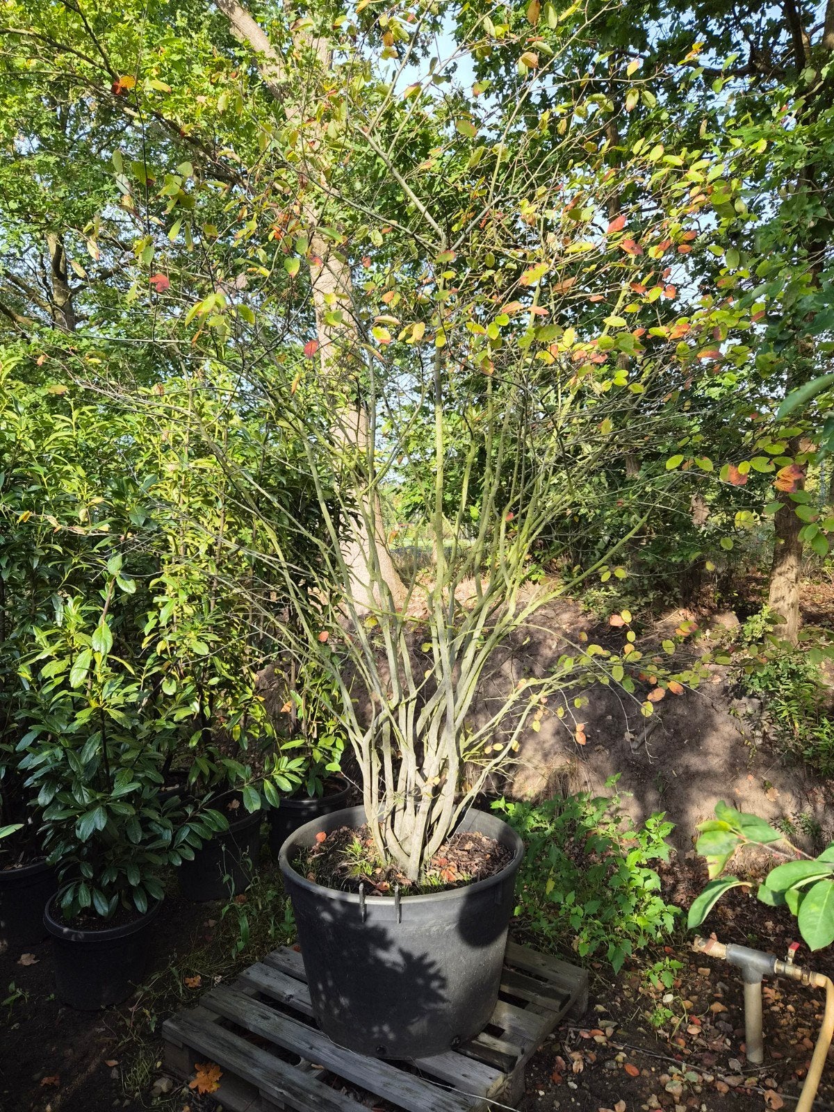 Amelanchier Lamarckii Meerstammig - Krentenboompje, Ophalen
