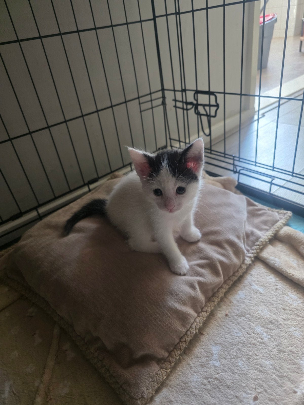 2 lieve mooie speelse kittens, Dieren en Toebehoren, Meerdere dieren