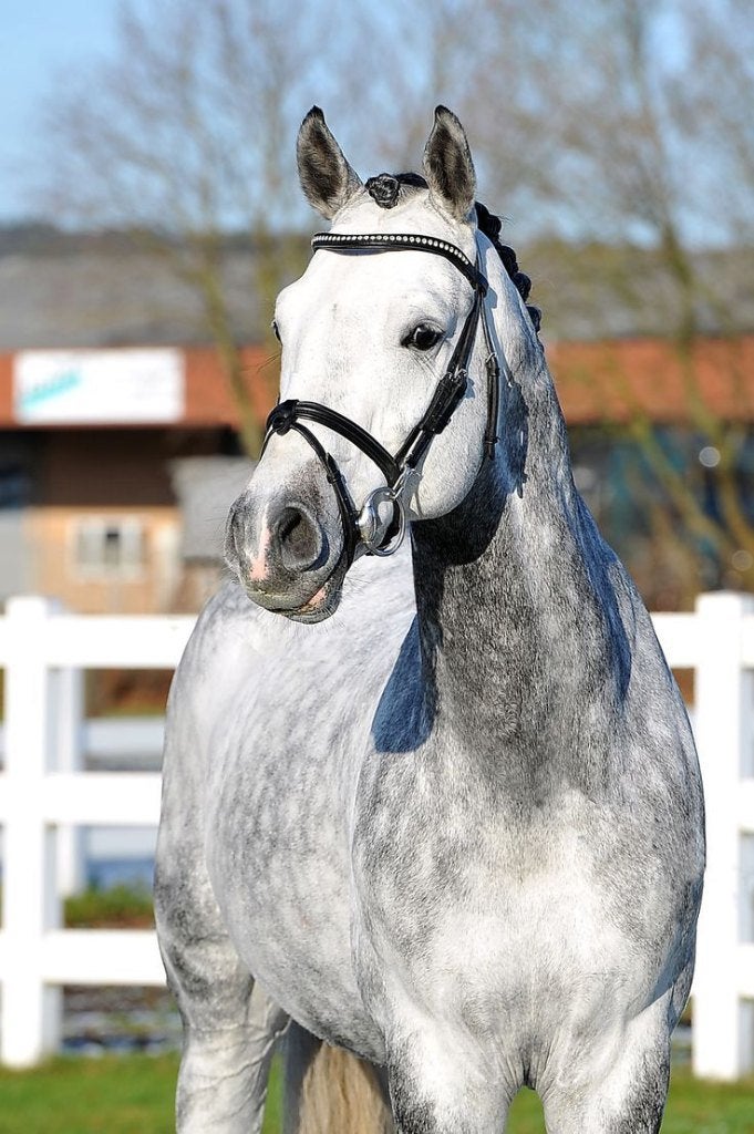 verzorgmaatje gezocht! verzorgponys aangeboden!, Dieren en Toebehoren, Paarden en Pony's | Verzorgingsproducten, Ophalen of Verzenden