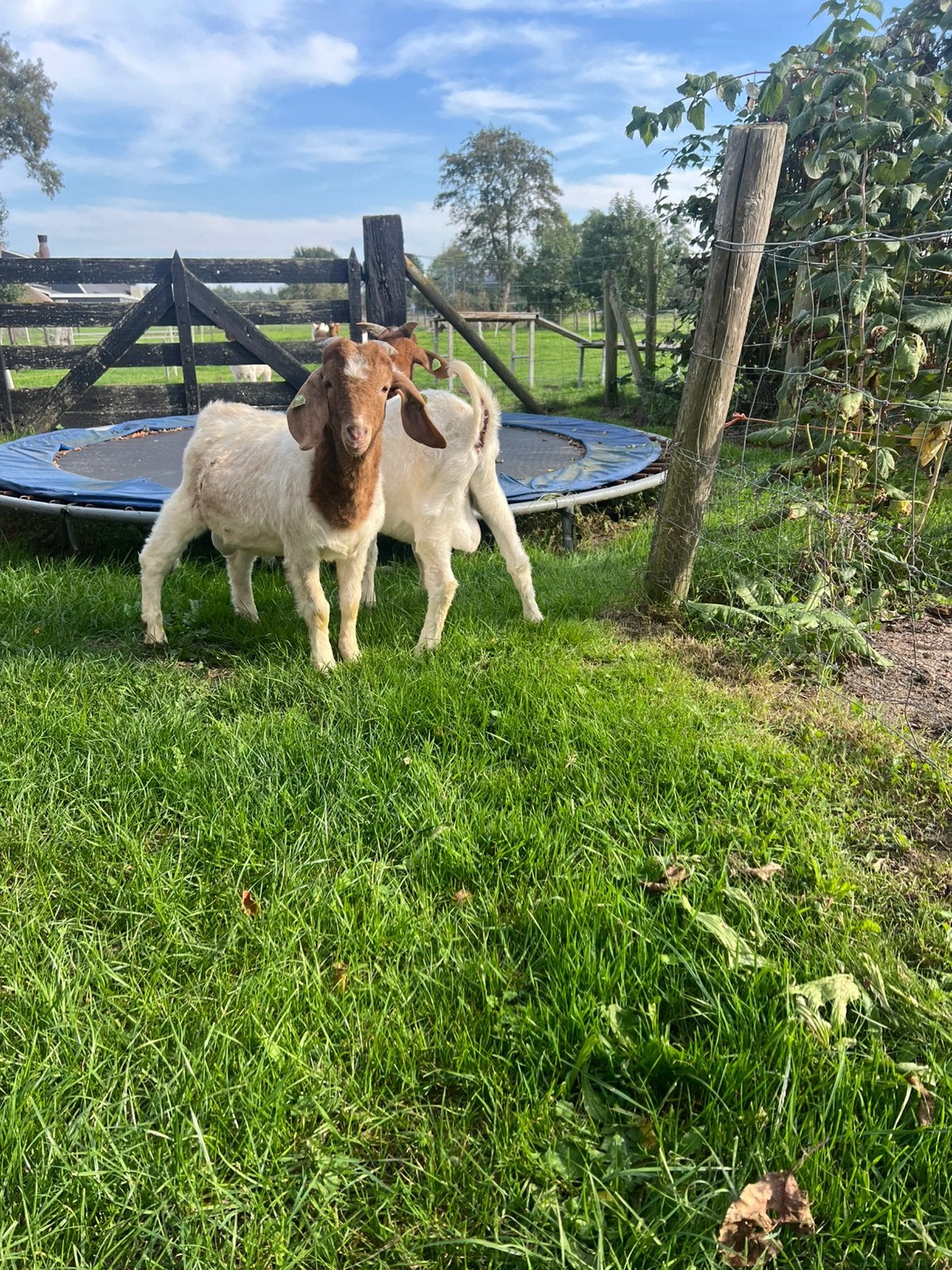 2 raszuivere boerbokken van afgelopen lente, Dieren en Toebehoren, Mannelijk, Geit, 0 tot 2 jaar