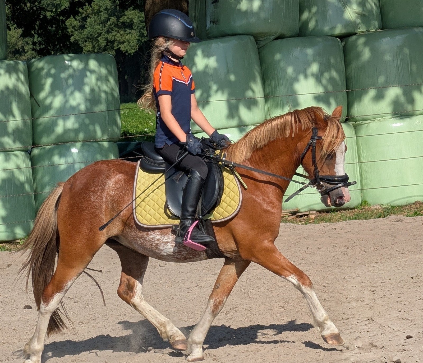 A Welsh kinderpony, Dieren en Toebehoren, Pony's, Met stamboom, Ruin, Zadelmak, A pony (tot 1.17m)