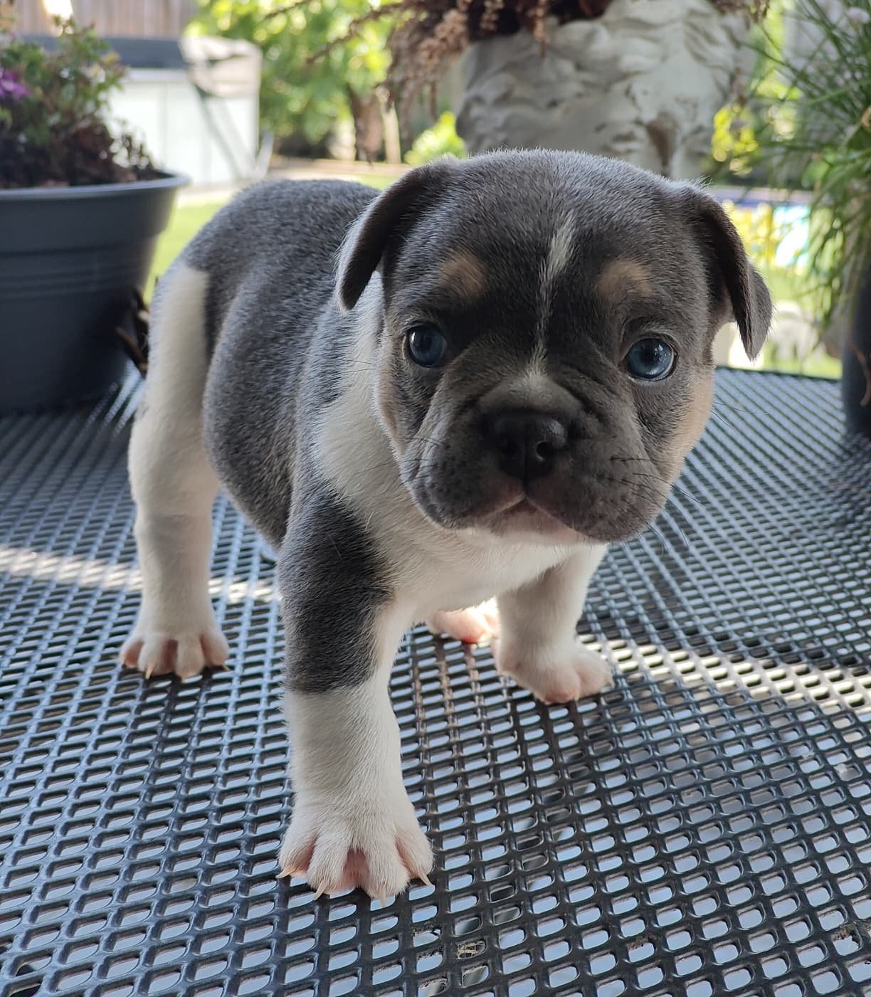 Franse bulldog pup, het laatste reutje, Reu, 8 tot 15 weken, Bulldog, Meerdere