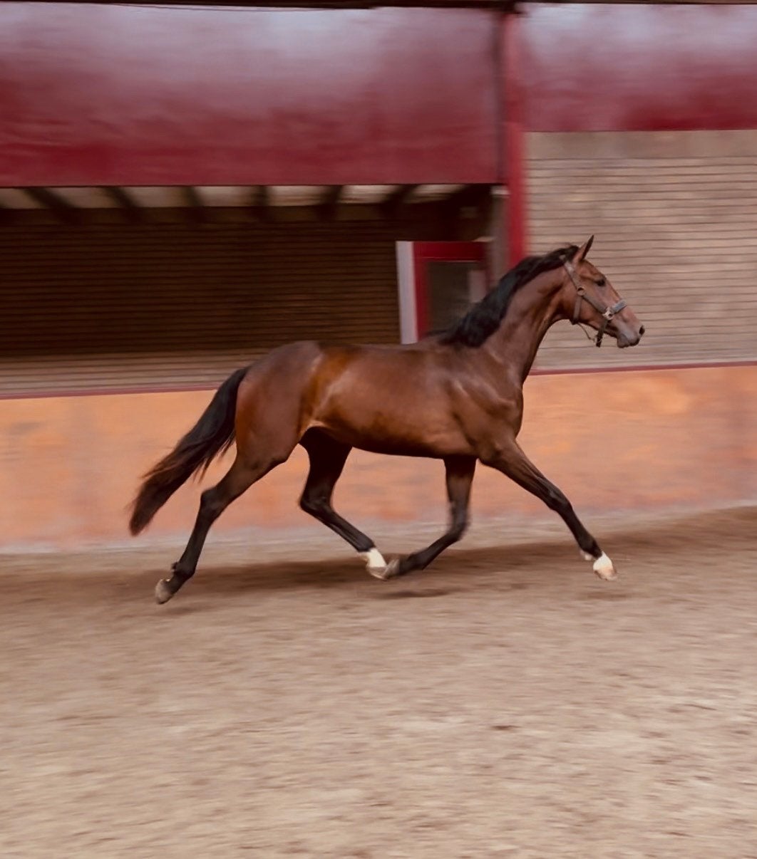 Stoere 2 jarige kwpn merrie van latanas, Met stamboom, Ruin, Dressuurpaard, 0 tot 2 jaar