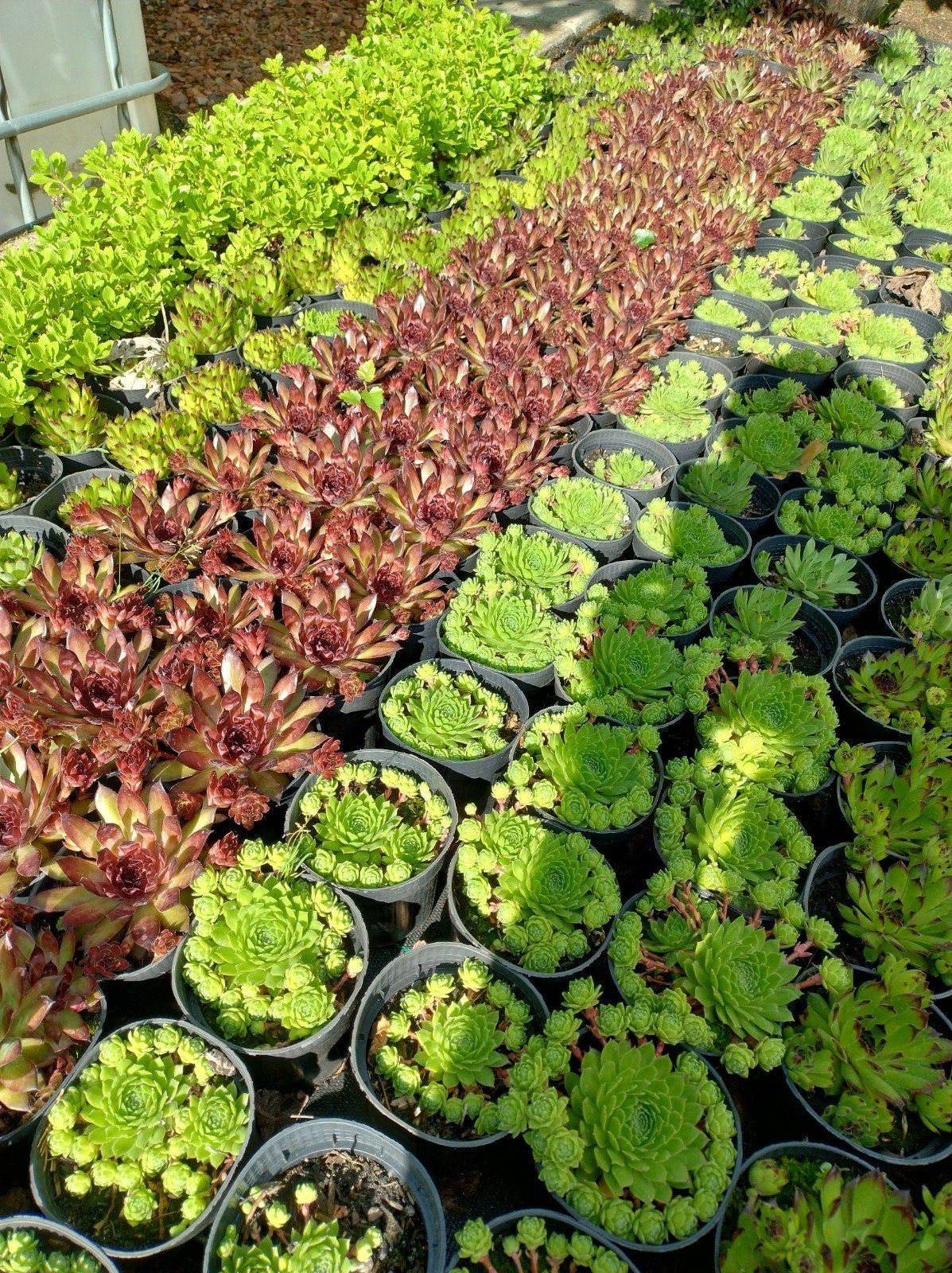 Vetplanten rotsplanten. Sempervivum, huislook bodembedekker, Bodembedekkers, Volle zon, Vaste plant, Ophalen of Verzenden